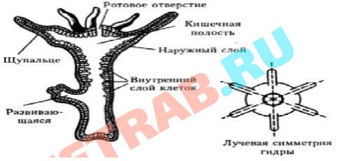 Ссылка на кракен